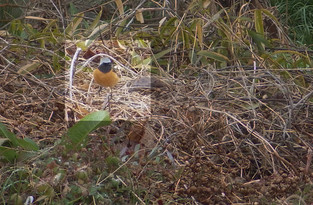 20160225ジョウビタキ2.jpg