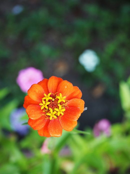 真夏の夢のよう 薔薇ちゃまのお迎え ピーチヒルの薔薇日記 楽天ブログ