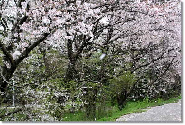 北部公園-7 桜吹雪 16.4.10