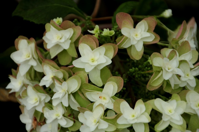 中千本公園の紫陽花_11.jpg