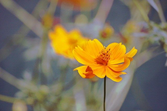 キバナコスモス 黄花秋桜 英名 Yellow Cosmos キク科コスモス属 なんでもあり工房 のブログ 楽天ブログ