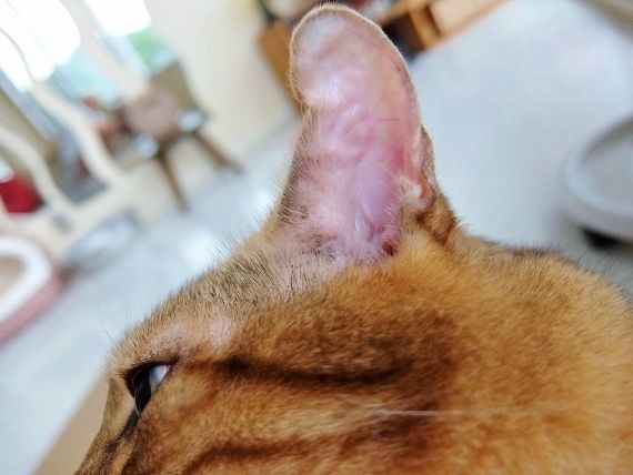 ネコ　ねこ　猫　病気　耳血腫　水ぶくれ　耳たぶ