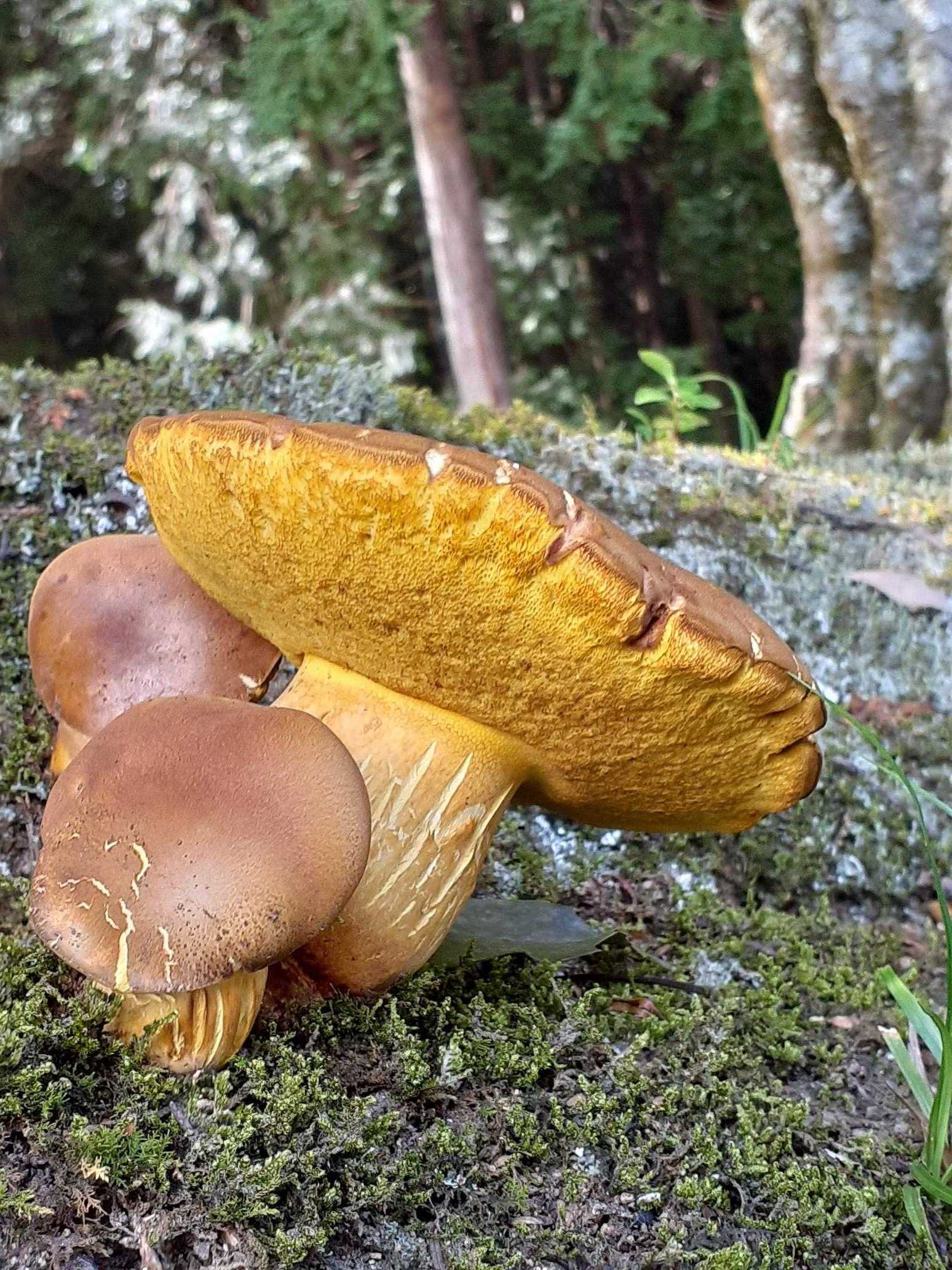 不明のヤマドリタケ Boletus sp | 夢みるきのこ - 楽天ブログ