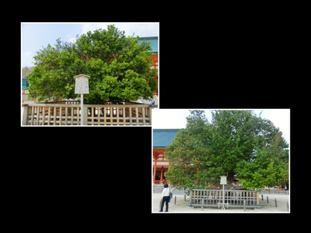 京都　平安神宮3