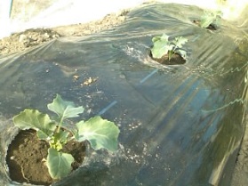 140414ブロッコリー定植