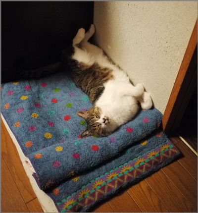 目をつぶると可愛いくり