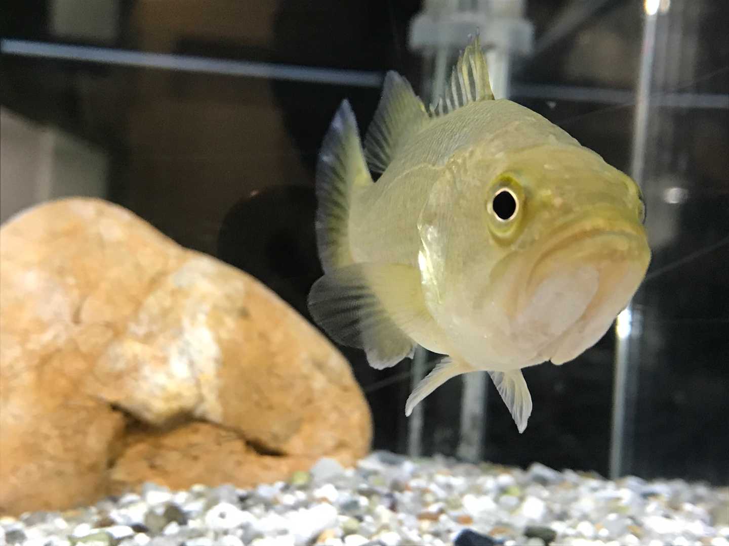 オオクチバスちゃんとブルーギルちゃん 今日は誰と会えるかな だいたい東山動植物園 楽天ブログ