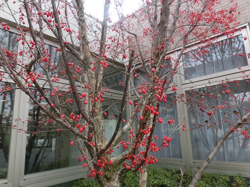 サンシュユの実