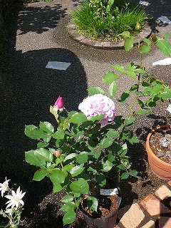 P1300257ss.jpg