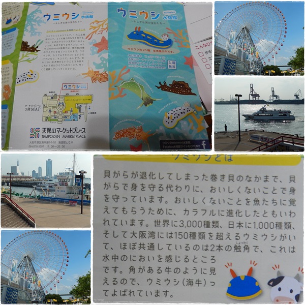 ウミウシ