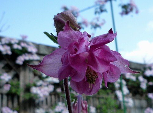 P1100203-1.JPG