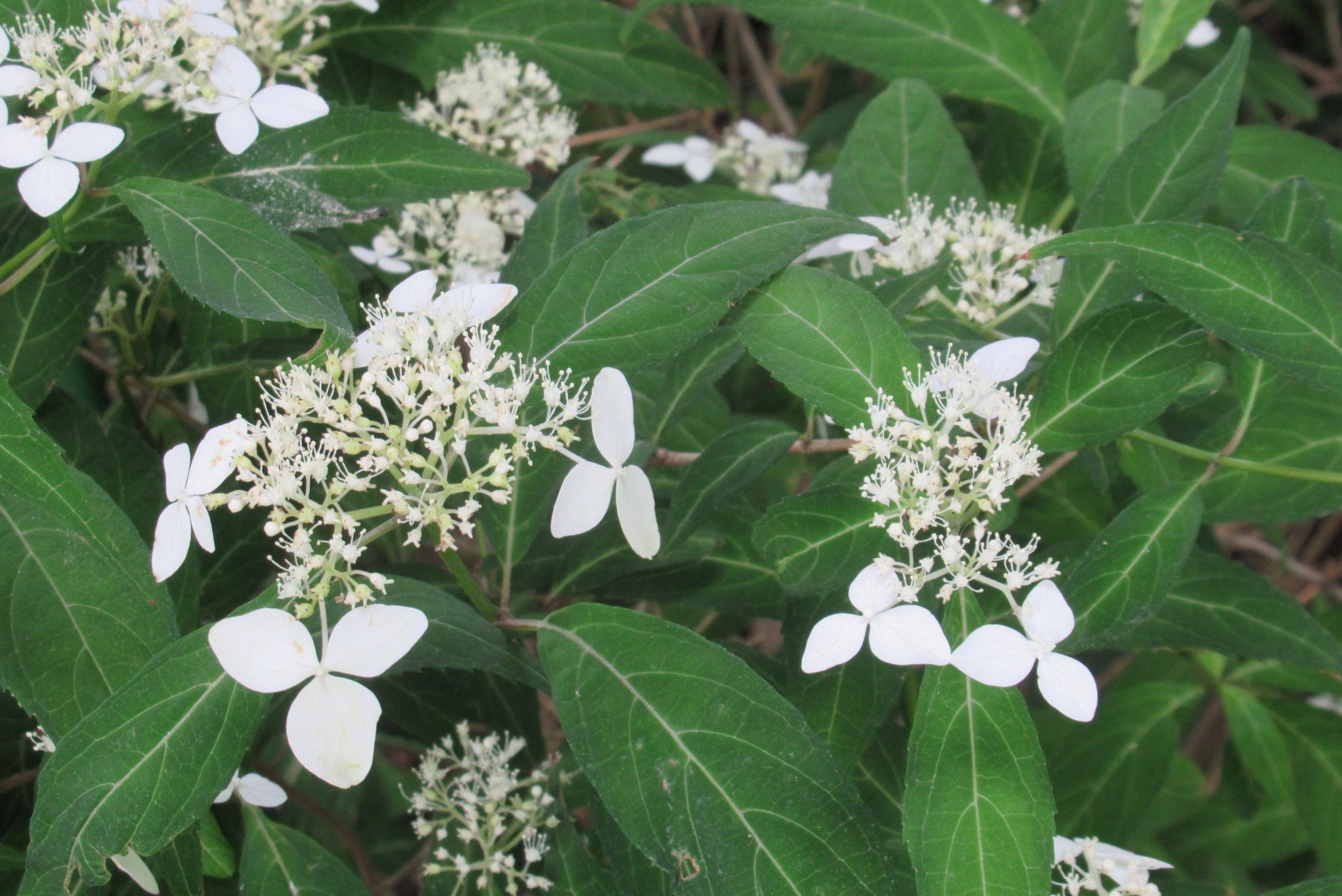 装飾花のガクの数 愈々庵気まぐれ日記 楽天ブログ