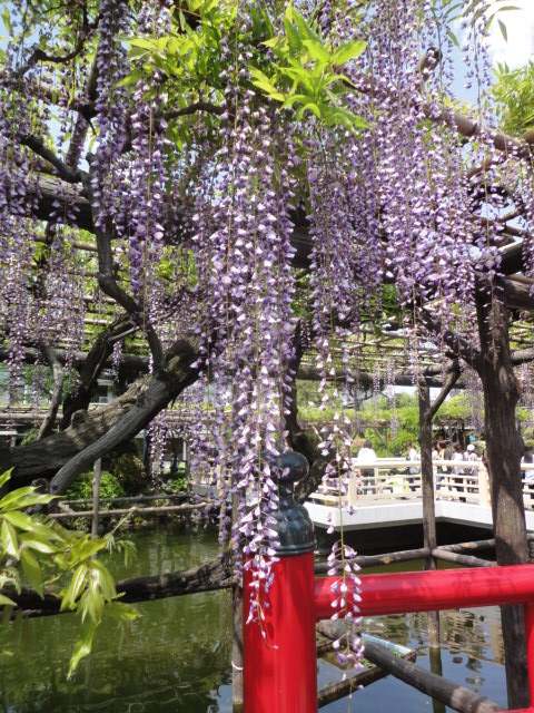 亀戸天神