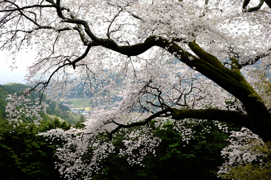 2016 04 10_3133.jpg
