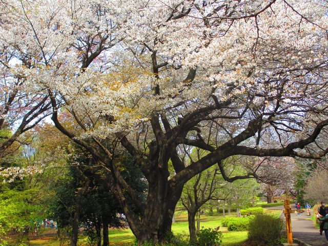 山櫻―２（城址公園）.jpg