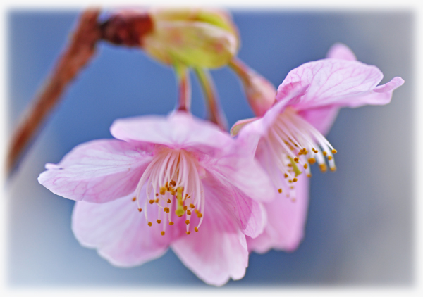 sakura7