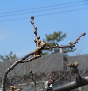 真間川の桜の蕾.JPG