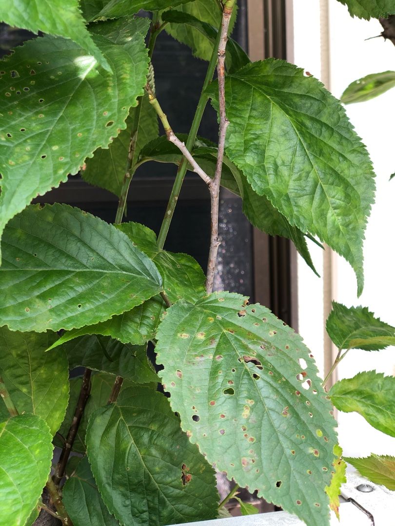 穿孔褐斑病 ふぇり素かとぅ素さぴえんす 楽天ブログ