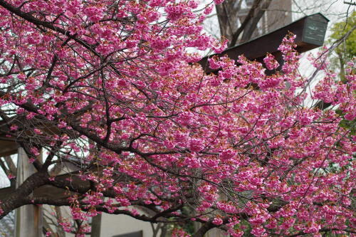 荏原神社の寒緋桜