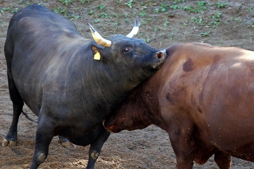Yamakoshi Bullfighting