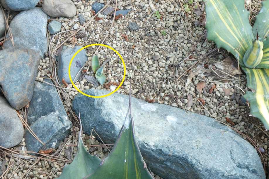 地植えアガベの様子～フェロックス”縞斑” | 小平太1098のブログ - 楽天
