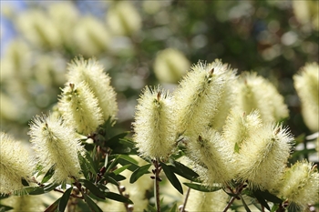 カリステモン・フォルモスス Callistemon formosus()