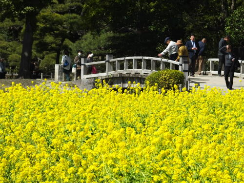 浜離宮恩賜庭園の菜の花