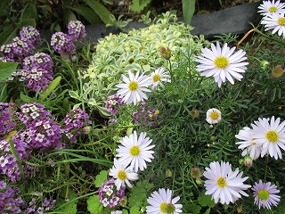 IMG_1816ss.jpg