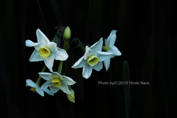 光景　sight0461n2　水仙　narcissus