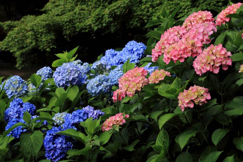 紫陽花園_003.jpg