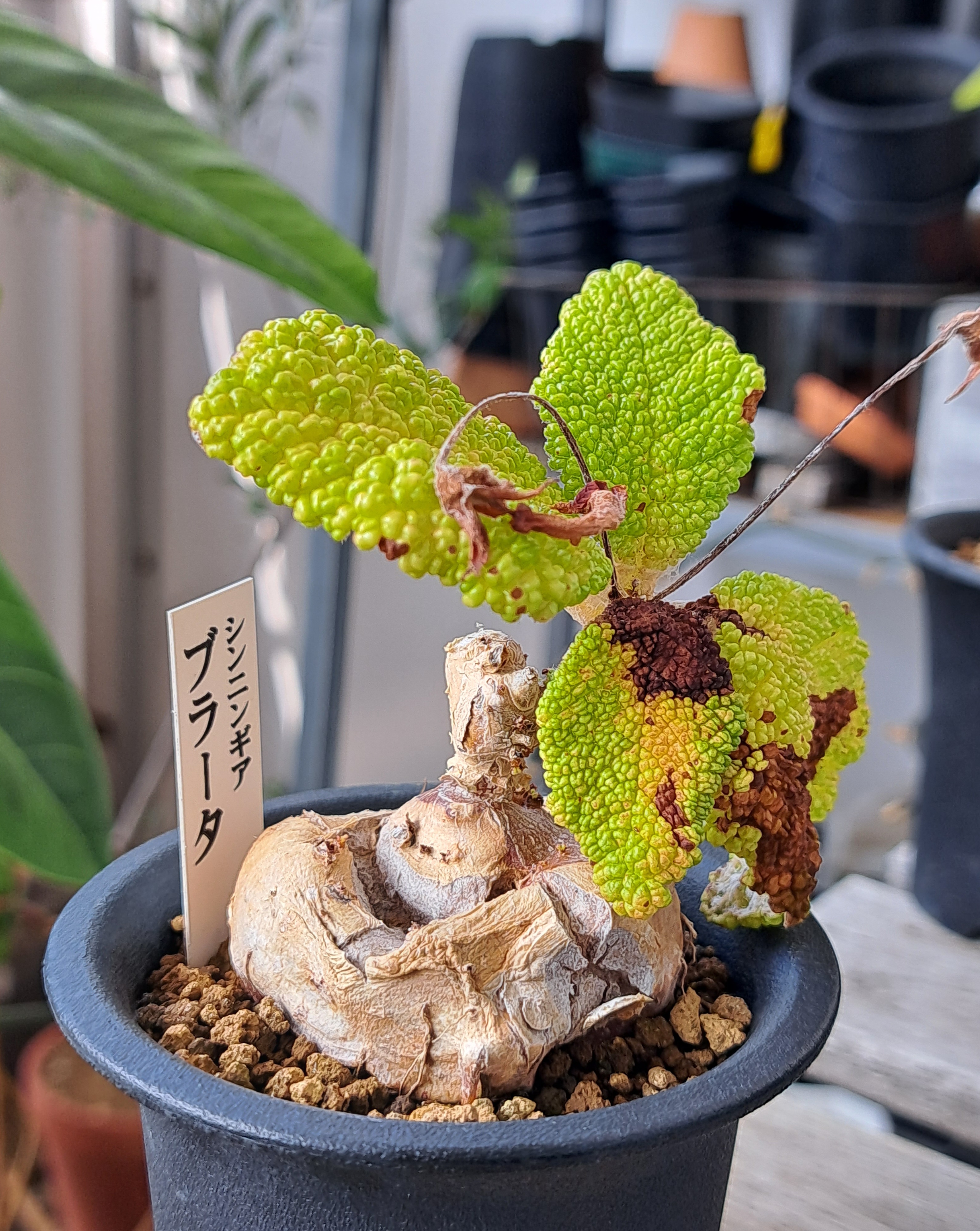 ブラータの葉に傷み | デルオの多肉日記 - 楽天ブログ