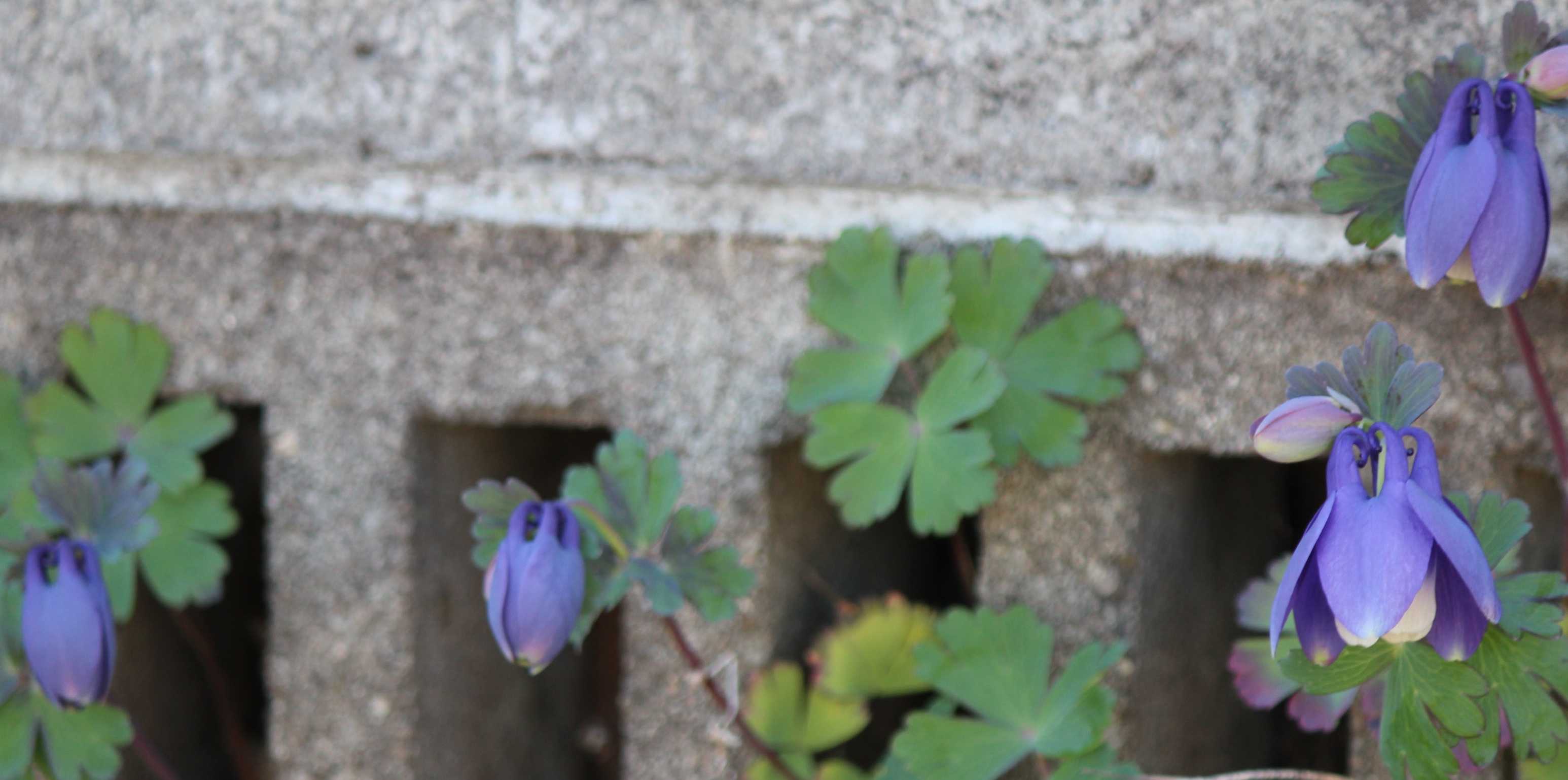11ページ目の 植物 つれづれ日記 楽天ブログ