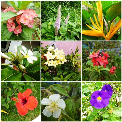 シェムリアップの花.jpg