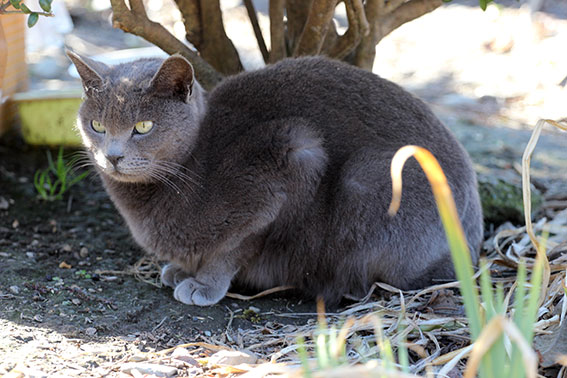 我が家のニャンコ♪2015/2/5-3