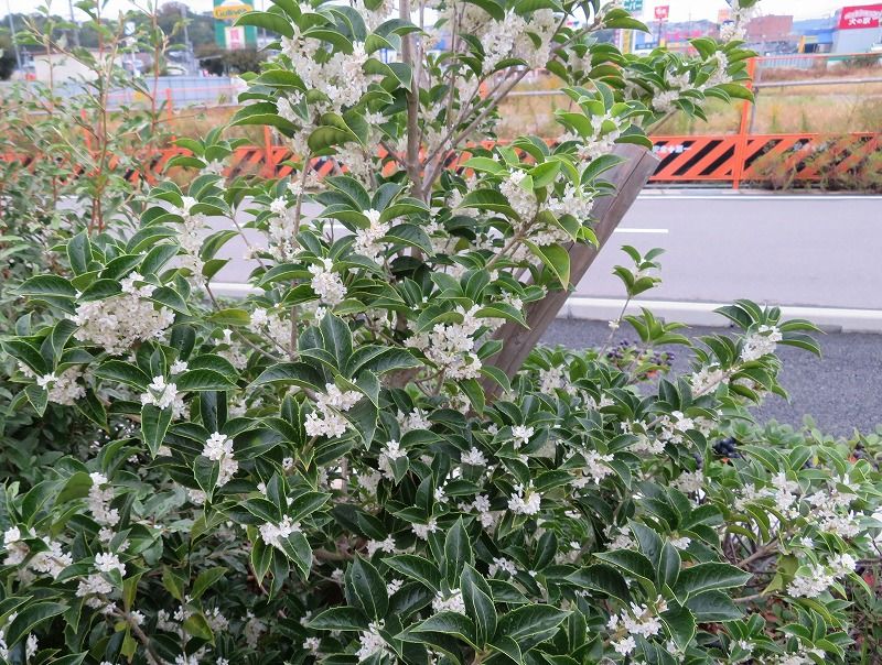 11月1日 11月の花 その１ 池田市緑化植物園他 Gazengamaのブログ 散歩中に出合った花と趣味の陶芸作品 楽天ブログ