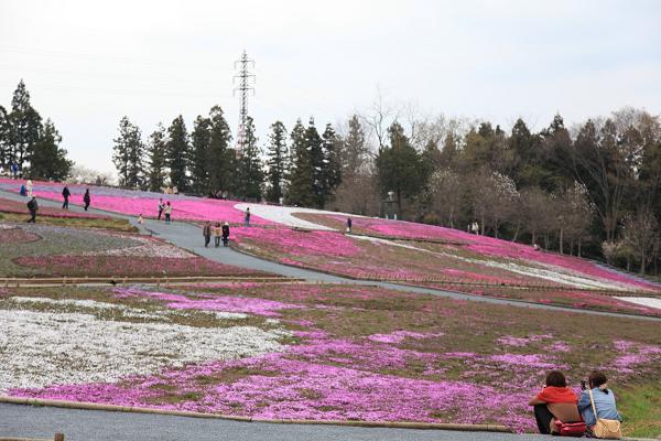 芝桜１.jpg