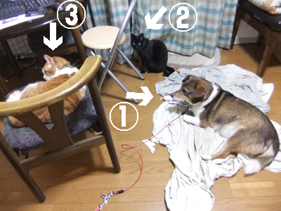 被災犬こまち120622_03