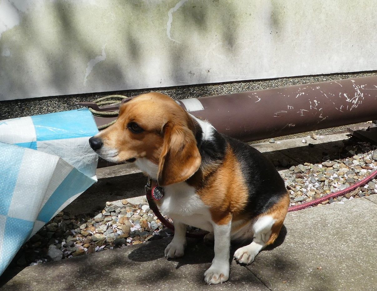 福知山のドライバーさんはステキ ま えっか ですむ毎日 楽天ブログ