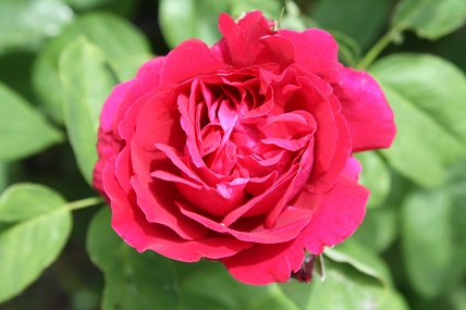 IMG_0874.JPG