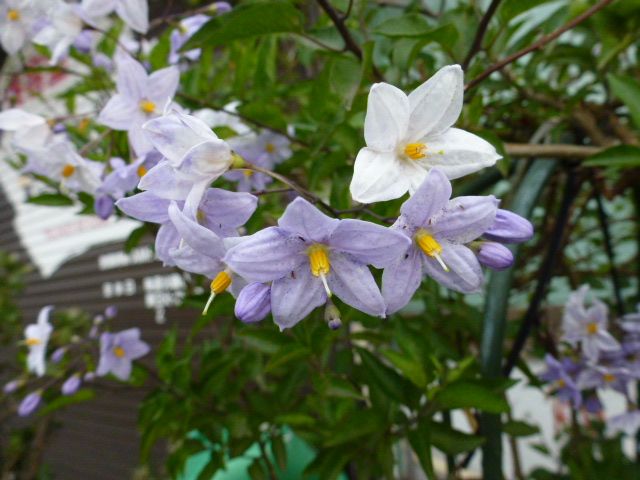 蔓花茄子 八重毒痛み 毒痛み 変わった花 ３種類 写真あり 私の好きな花 楽天ブログ