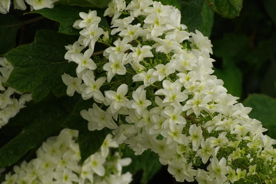 紫陽花　白