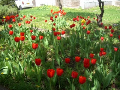 CIMG4734 (400x300).jpg