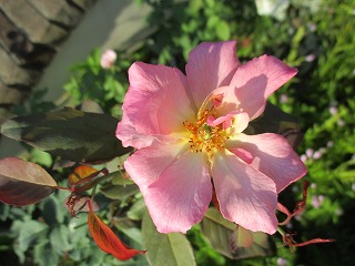 IMG_8169ss.jpg