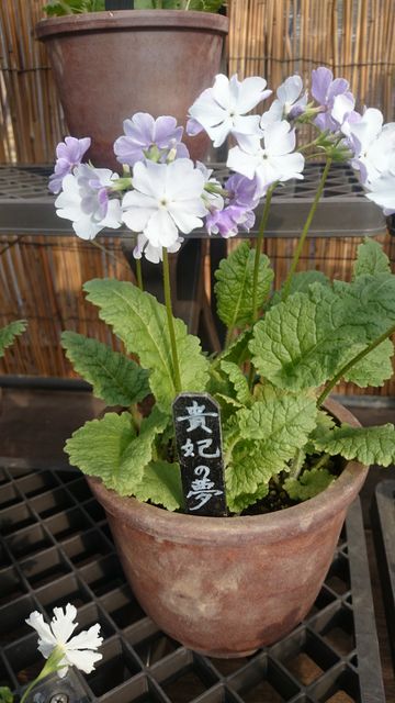 2015-04-18 15.52.41.jpg