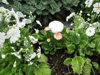 IMG_0670ss.jpg