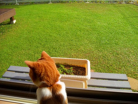 クラピアの庭を眺める猫2