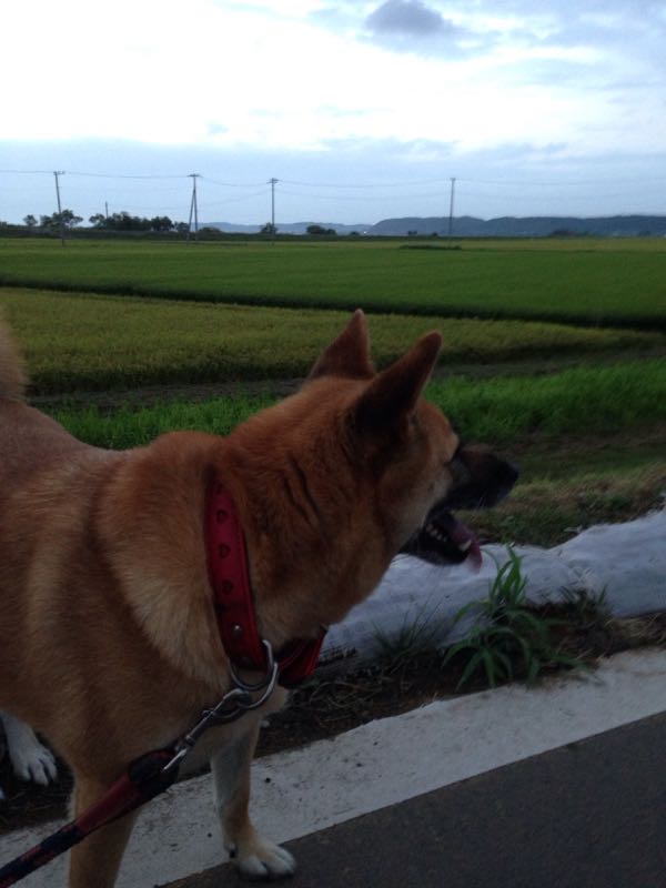 rblog-20150813221525-01.jpg