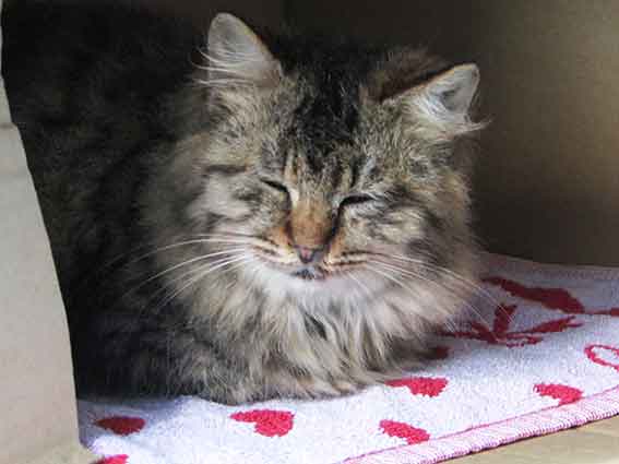 我が家のニャンコ♪2015/12/12-2