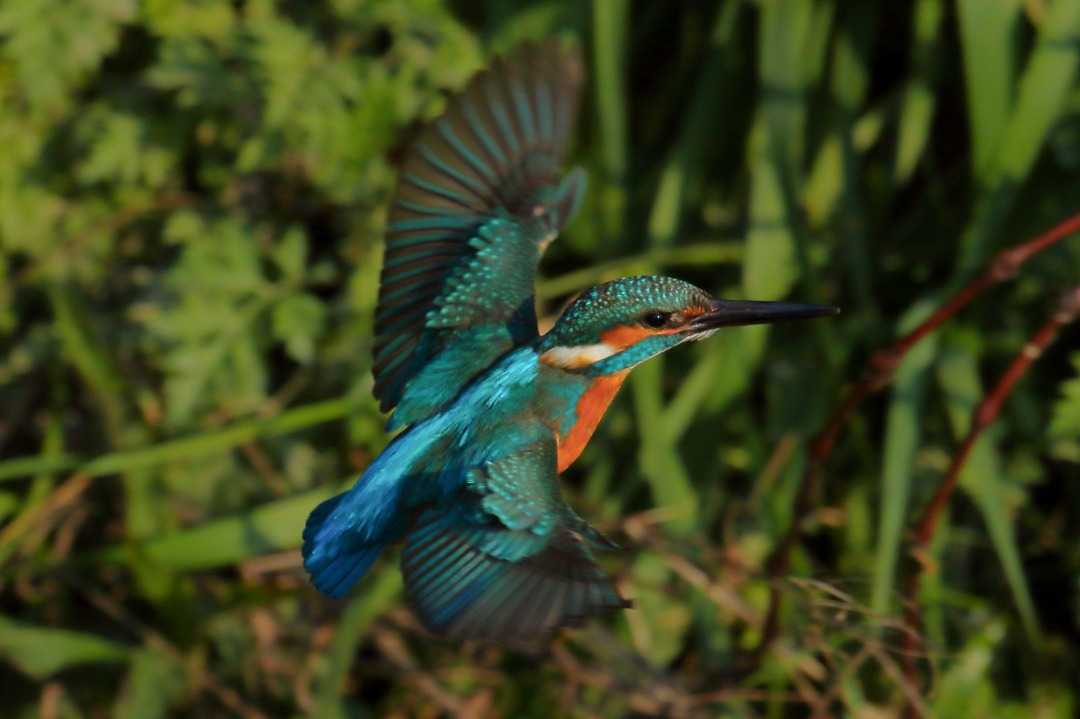 空飛ぶ宝石 カワセミの見つけ方を簡単に書きました Dogfightさんのブログ 楽天ブログ