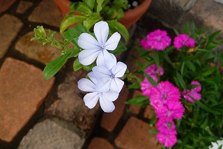 P1060997ss.jpg